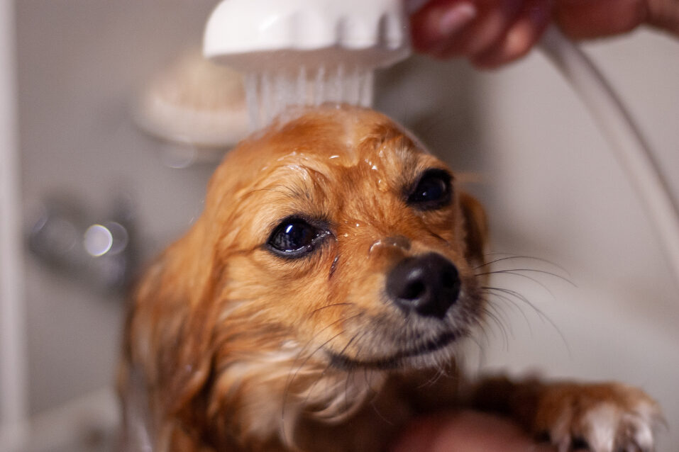 Perrito color canela mojado bajo la ducha durante su baño