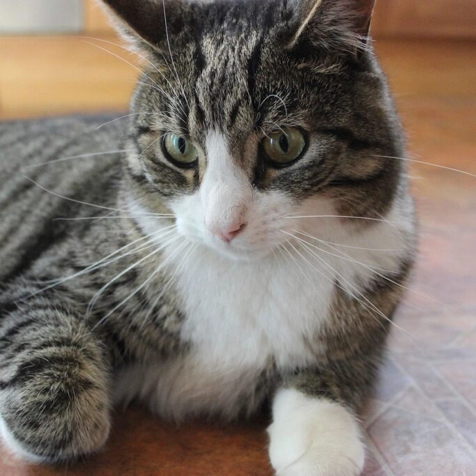 Gato atigrado de pecho blanco, tranquilo y atento