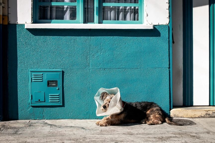 Perrito con collar isabelino descansando al sol frente a una pared turquesa