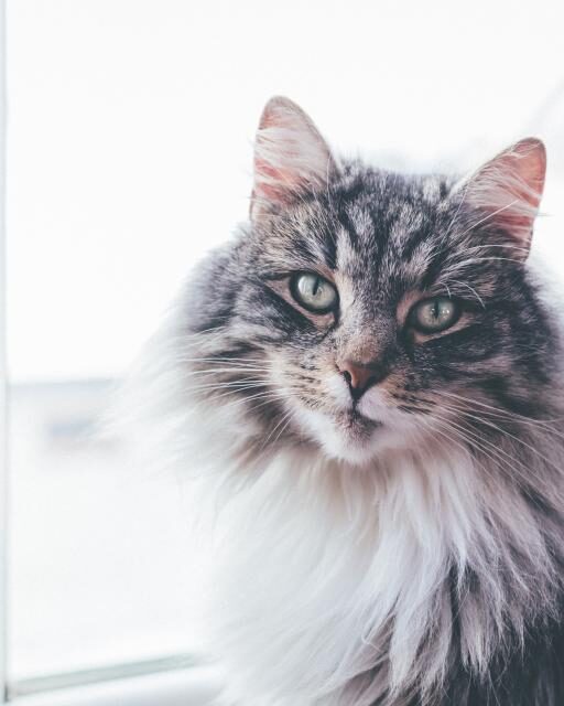 Gato gris de pelo largo sentado tranquilo junto a una ventana